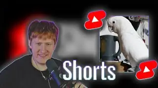 ДК смотрит ютуб shorts