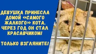 Девушка Принесла Домой «Самого жалкого» Кота из Приюта. А через год он стал красавчиком!