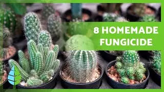 SAVE YOUR CACTUS! 🌵 8 DIY Fungicide Recipes at Home