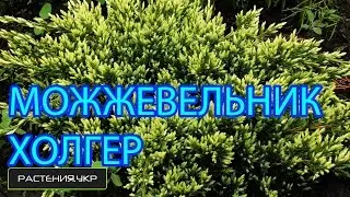 Можжевельник чешуйчатый Холгер / Можжевельник посадка и уход / хвойные растения