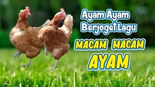 MACAM - MACAM AYAM 🐔 AYAM BERJOGET 🐓 DANCING CHICKEN