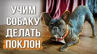 Команда «Поклон» за 2 минуты / Учим простой, но эффектный трюк