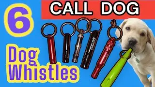 Call Dog , 6 Dog Whistle Sounds To Call Dogs