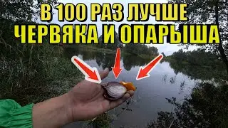 Проверил на реке 3 Лучшие насадки для рыбалки от них дуреет вся рыба по холодной воде осенью и зимой