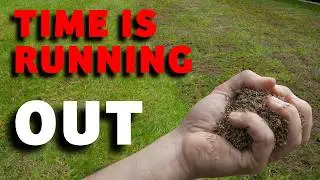 Get your lawn renovated TODAY with these easy steps