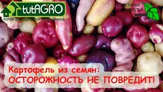 КАРТОФЕЛЬ ИЗ СЕМЯН: можно ОТРАВИТЬСЯ, ЗАРАБОТАТЬ или ПОЛУЧИТЬ УДОВОЛЬСТВИЕ!