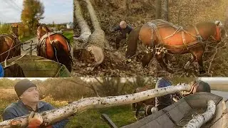 Horse Logging in Difficult Forest