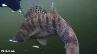 ПО ГОРЯЧИМ СЛЕДАМ...Подводная охота.spearfishing