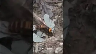 Азиатский шершень. Самые опасные насекомые 