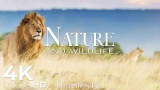 Nature & Wildlife (4K Ultra HD) 🦁 Scenic Relaxation Film - Peaceful Relaxing Music - Nature Sounds