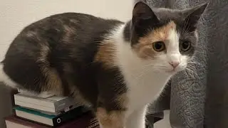 котики матерятся 🙀