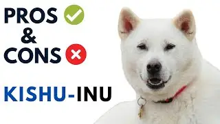 Kishu Inu Pros and Cons | 紀州犬  Dog Advantages and Disadvantages