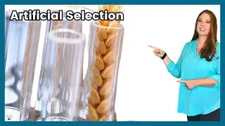 artificial selection: genetic engineering vs selective breeding. How are they different