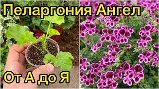 Пеларгонии Ангелы от А до Я. Выращивание, уход, черенкование.