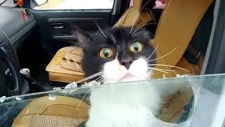 Котик Кузя и кот Чувачок в ветклинике на прививках  Наш сериал о котике Кузе и коте Чувачке