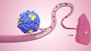 How are circadian rhythm and circulating tumor cells related?