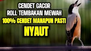 MASTERAN CENDET ROLL TEMBAKAN MEWAH BIKIN CENDET SUSAH BUNYI JADI GACOR