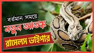 বর্তমান সময়ে নতুন আতঙ্কের নাম রাসেল'স ভাইপার ২০২৪ । Russell's viper