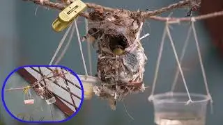 పిట్ట కొంచెం కూత ఘనం // our videos background noise