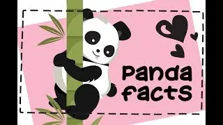15 Fun Facts about Pandas 🐼