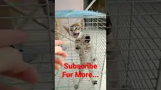 Cute Cat in the Cage