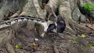 Never give up! When the prey fights back against the predator.