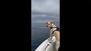 Rescue dog has incredible encounters with whales