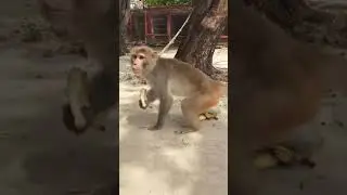 monkey ful video/bandar ke ful video   manke Tamasha/🐒 monkey video