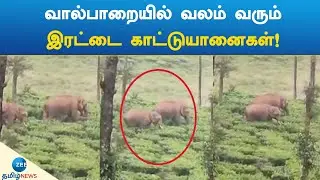 வால்பாறையில் வலம் வரும்இரட்டை காட்டுயானைகள்!