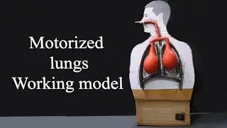 Human lungs working model project for students | human respiratory system model | DM