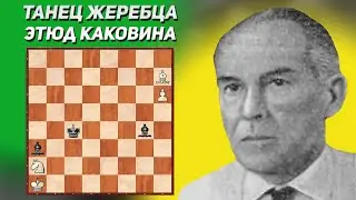 Танец жеребца. Шахматный этюд. Александр Каковин. Конкурс памяти Олдржиха Дураса, 1959 год, 4-й приз