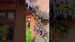 🌱Гліцинія цвіте у Чернівцях!!! 