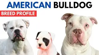 American Bulldog Dog Breed Profile History - Price - Traits - American Bulldog Dog Grooming Needs