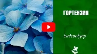 Гортензия Посадка и уход  🌼Сорта гортензии- Как выбрать саженец в магазине?