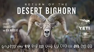 Return of the Desert Bighorn