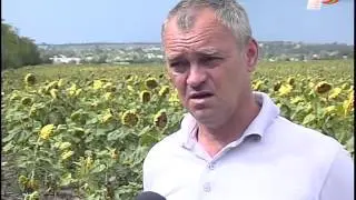 Дикие кабаны атакуют поля в Дубоссарском районе