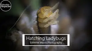 Hatching Ladybugs  | Ladybug Life Cycle Time Lapse