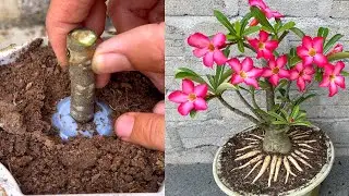 🌿With just a few of these ways, you can know how to propagate Adenium Obesum