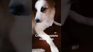 Собака украла портсигар🤣 #собака #собакен #Бейли #портсигар