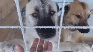 Сестёр выкинули с детьми на верную гибель