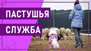 Вот это спорт! ПАСТУШЬЯ СЛУЖБА