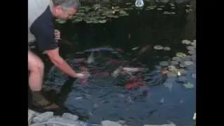 Feeding koi