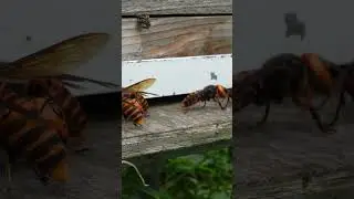 Western Honeybee's Brave Return to Hive Through Giant Hornet Blockade