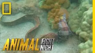 Savage Sea Stalker | Animal Fight Night