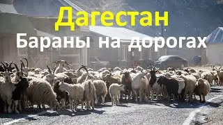 Дагестан. Бараны на дорогах