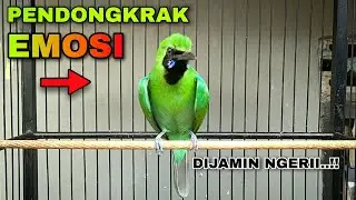 PENDONGKRAK EMOSI CUCAK IJO || TEMBAKAN KASAR DAN TAJAM