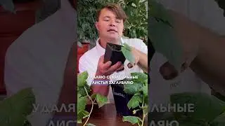 Формирование огурцов на подоконнике. Выращивание огурцов на подоконнике.