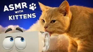 ASMR with KITTENS 🐱 Ear to Ear Purring, Goodie Smacking, Fur Grooming