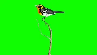 Green Screen Effects Bird On Tree Branch Animation Overlay HD footage