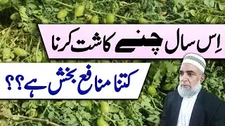 How much profitable is Gram crop (Chana) during current year || Crop Reformer